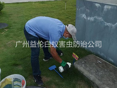 番禺灭除红火蚁工程